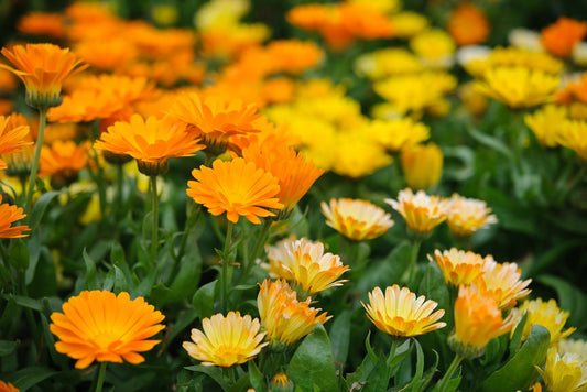 Bloom into Wellness: Calendula