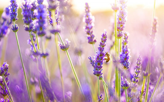 Bloom into Wellness: Lavender